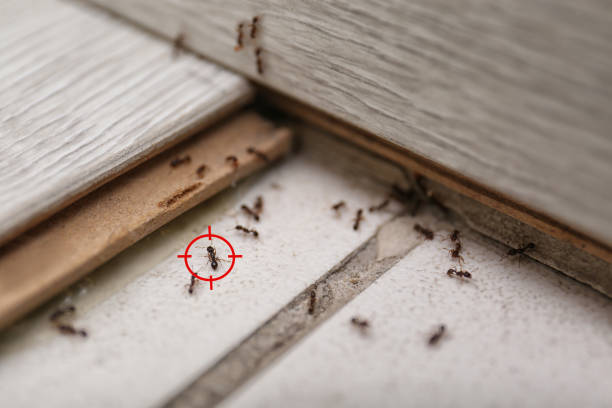 Best Rodent Control Near Me  in Mequon, WI