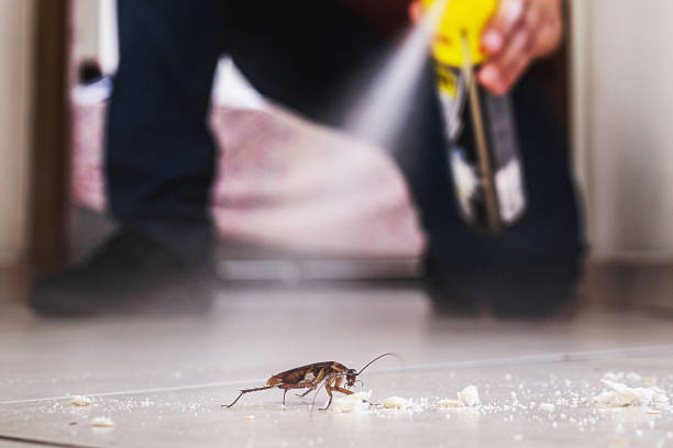 Best Local Pest Control Services  in Mequon, WI